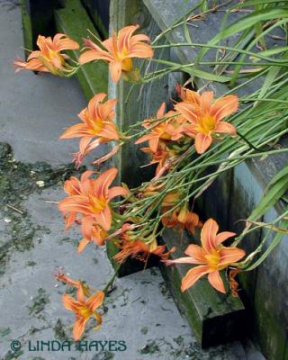 Tiger Lillies Beach 171