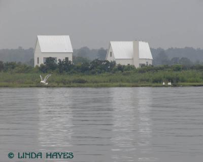 White Bldgs Gull 232