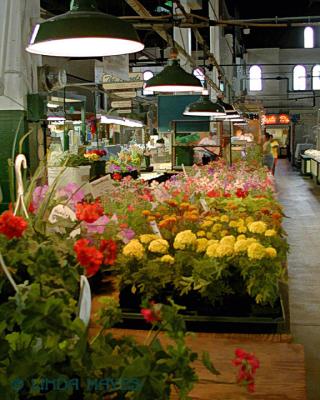 York Market Flowers 365bZ
