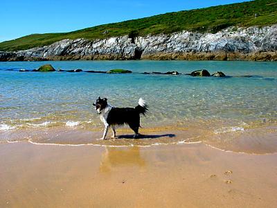 Archie in Crantock by the Gannel