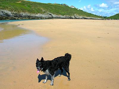 Rosie in Crantock