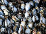 mussels