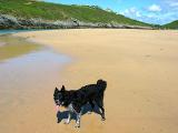 Rosie in Crantock