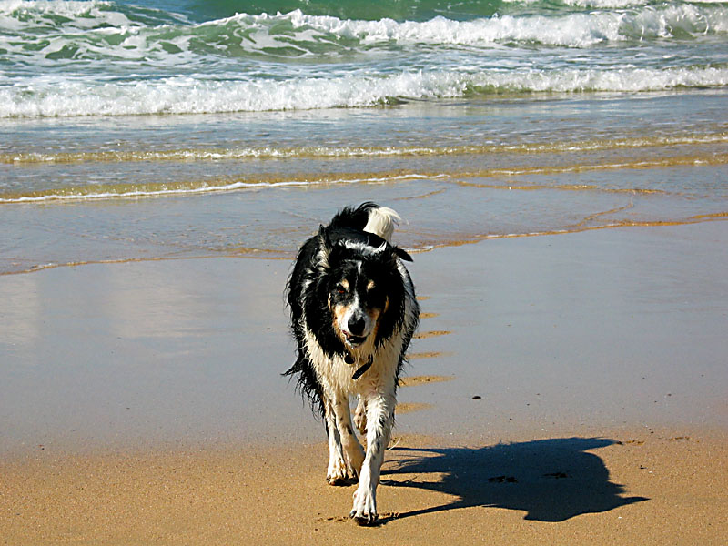Archie at Crantock