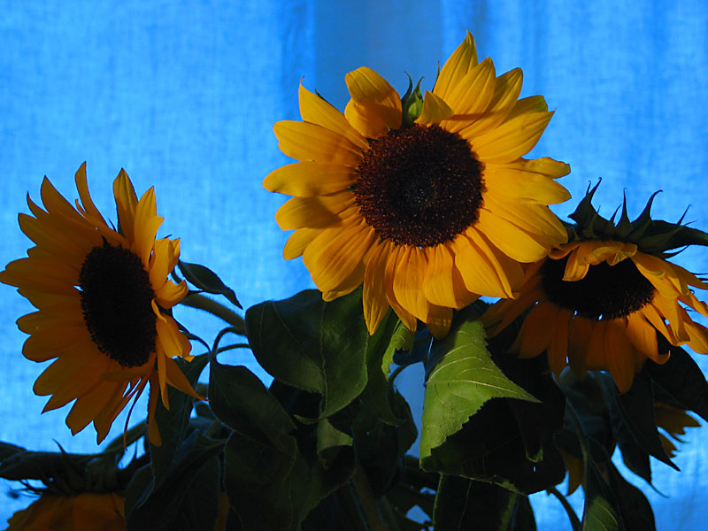 sunflowers