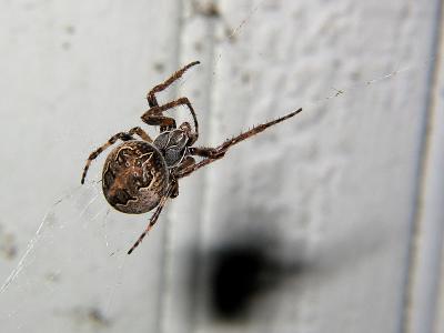 Spider_3612.jpg
