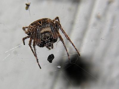Spider_3604.jpg