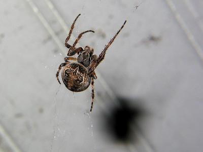 Spider_3610.jpg