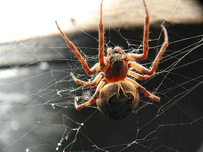 Spider_3679.jpg