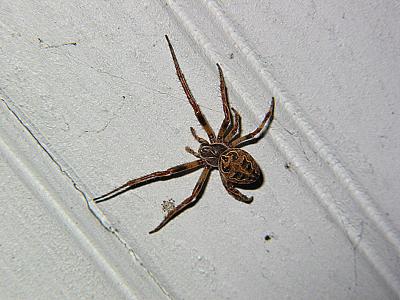 Spider_3614.jpg