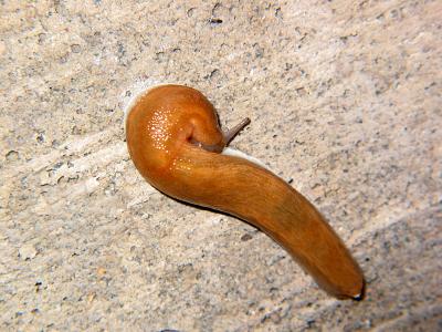 Slug_3691.jpg