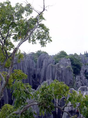 Rock forest