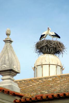 Stork Nest in Old Faro