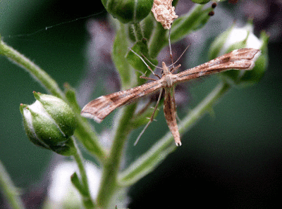 artichoke-plume-moth-3496.gif
