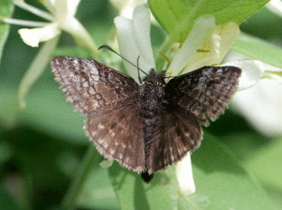 dreamy-duskywing-3022.gif