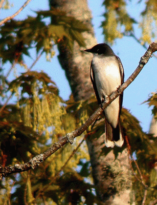 eastern kingbird 3010b.gif