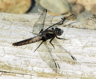 four-spotted-chaser-13193.gif