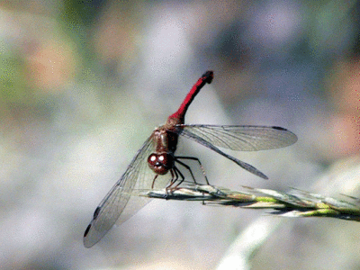 ruby-meadowhawk_-7915.gif