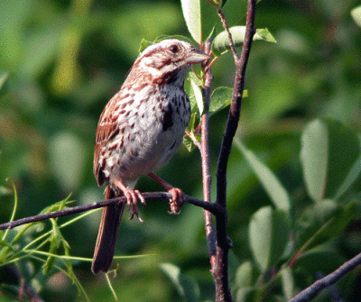 song-sparrow-3540.gif