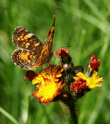 crescent-hawkweed-3952.gif