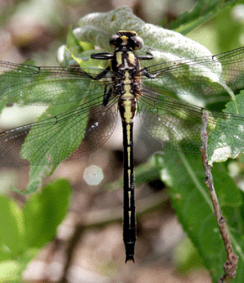 dragonfly unk.gif