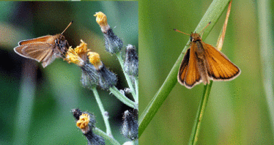 european-skipper-dual.gif