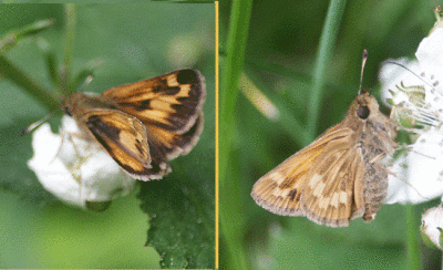 long-dash-skipper-dual-3546.gif