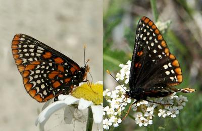 crescents__checkered_butterflies