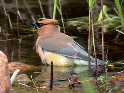 cedar-waxwing-bath-ds.gif