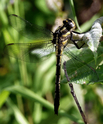 dragonfly-unk-3054.gif