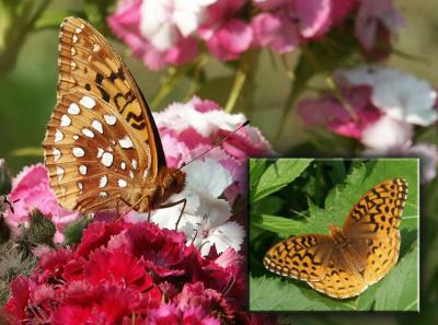 great-spangled-fritillary-.jpg