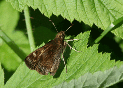 skipper-unk-3338.gif