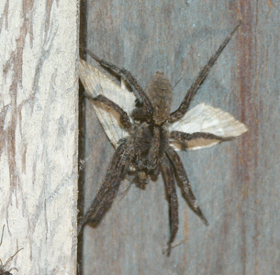 wolf-spider-moth-3871.gif