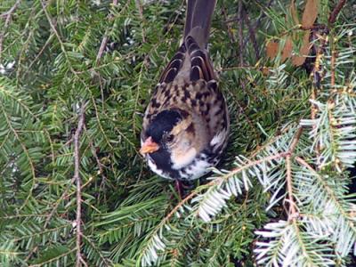 harris-sparrow-9565.jpg