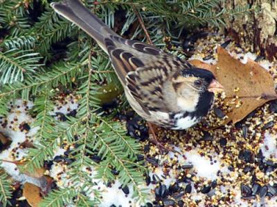harris-sparrow-9576.jpg