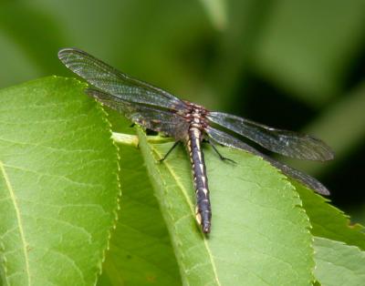 lancet-clubtail-3952.jpg