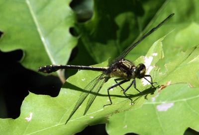 lancet-clubtail-4507.jpg