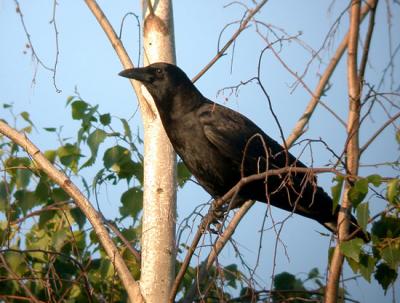 american-crow-ds-4157.jpg