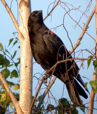 american-crow-ds-4172.jpg