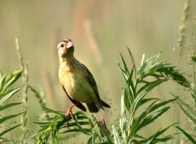 bobolink-3859.jpg