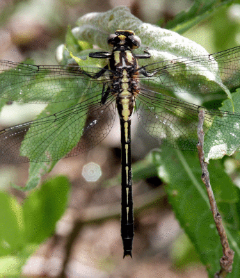 dragonfly-unk-3056.gif