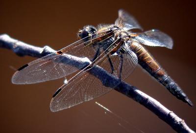 four-spotted-skimmer-ds.jpg