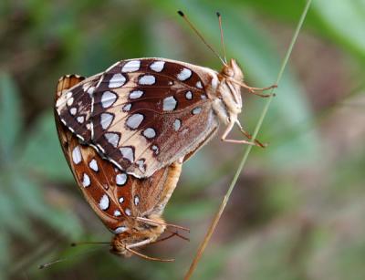 great-spangled-fritillary2.jpg