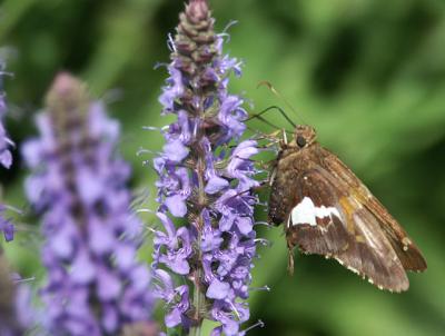silver-spotted-skipper-4833.jpg