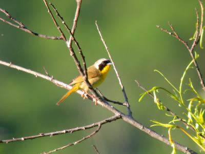 yellowthroat-3928.jpg