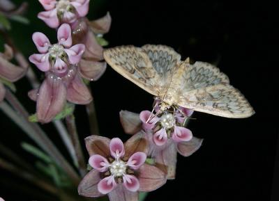 moth-unk-milkweed-night.jpg