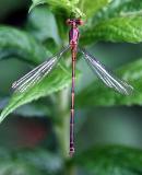 common-spreadwing-fem-4140.jpg