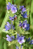 vipers-bugloss-4118.gif