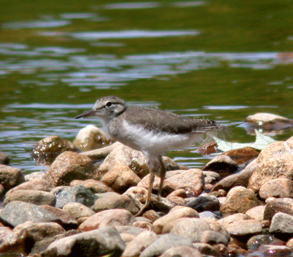 spotted-sandpiper-imm-3585.gif