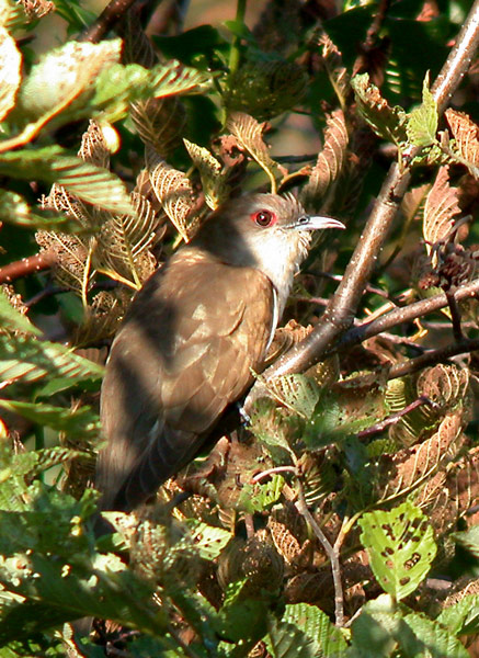 black-billed-cuckoo-ds-4126.jpg